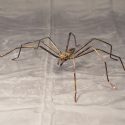 Fauna Sculpture - Spider: Too Big for Comfort