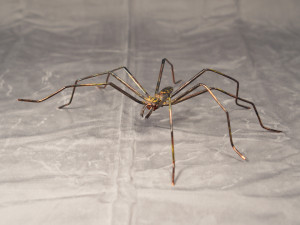 Fauna Sculpture - Spider: Too Big for Comfort